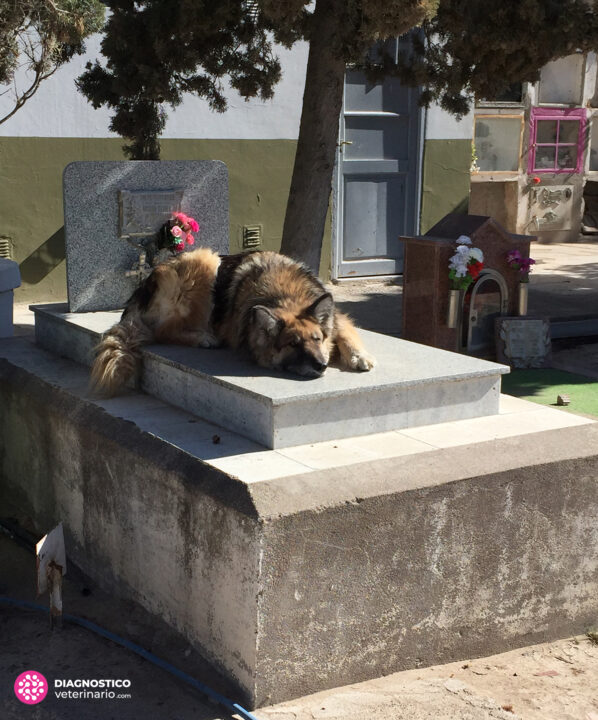 Tranquila siesta de un perro sobre una tumba en un cementerio. Experiencia personal del autor de la nota.